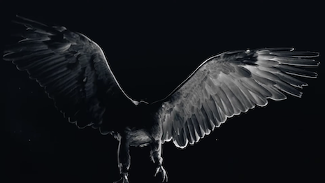 Black Eagle HD Images  Apex Predator Wallpaper
